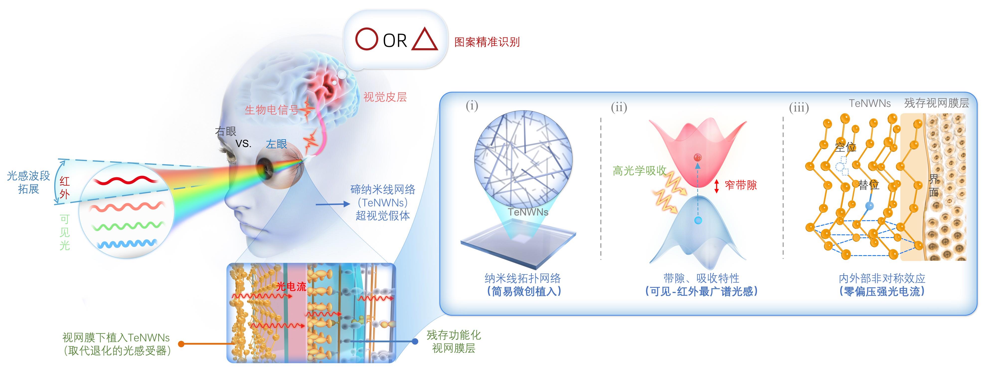赋予动物“超视觉”，科学家开发新一代视觉假体